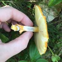 Amanita flavoconia image