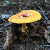 Amanita flavoconia image