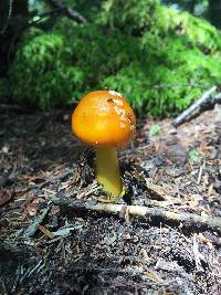 Amanita flavoconia image