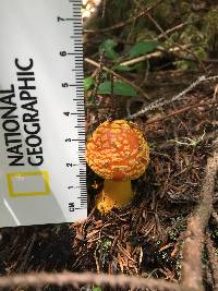 Amanita flavoconia image