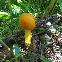 Amanita flavoconia image