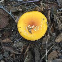 Amanita flavoconia image