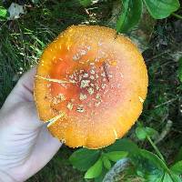 Amanita flavoconia image