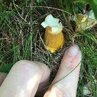 Amanita flavoconia image