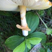 Amanita flavoconia image