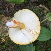 Amanita flavoconia image