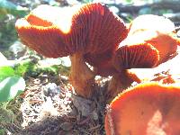 Omphalotus illudens image