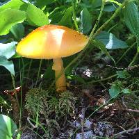 Amanita flavoconia image