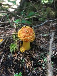 Amanita flavoconia image