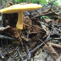 Amanita flavoconia image