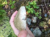 Fomitopsis betulina image