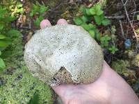 Fomitopsis betulina image