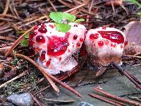 Hydnellum peckii image