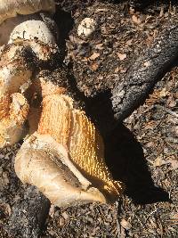 Neolentinus ponderosus image