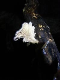Schizophyllum commune image