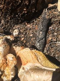 Neolentinus ponderosus image