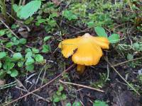 Hygrocybe acutoconica image