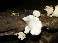 Schizophyllum commune image