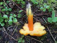 Hygrocybe acutoconica image