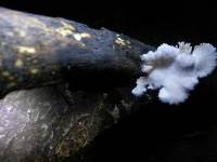 Schizophyllum commune image