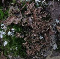 Pseudocyphellaria crocata image