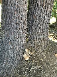 Fomitopsis pinicola image