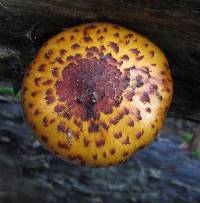 Pholiota aurivella image