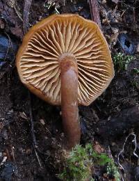Galerina patagonica image