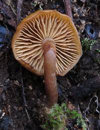 Galerina patagonica image