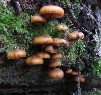 Galerina patagonica image