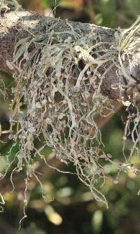 Ramalina leptocarpha image