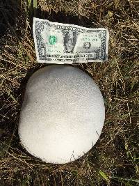 Calvatia gigantea image