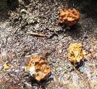 Gyromitra montana image