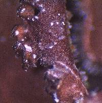 Pseudocyphellaria fimbriatoides image