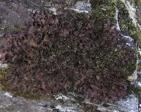 Pseudocyphellaria fimbriatoides image