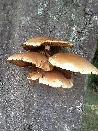 Agrocybe parasitica image