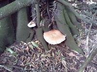 Agrocybe parasitica image