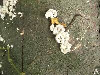 Schizophyllum commune image