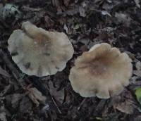 Clitocybe nebularis image