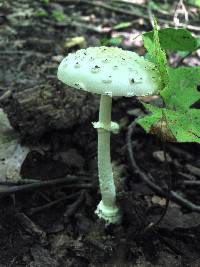 Amanita multisquamosa image