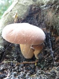 Agrocybe parasitica image