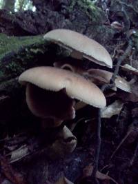 Agrocybe parasitica image