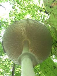 Amanita multisquamosa image