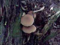 Agrocybe parasitica image