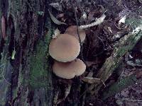 Agrocybe parasitica image