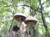 Agrocybe parasitica image