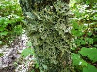 Lobaria pulmonaria image