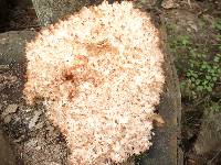 Hericium coralloides image