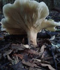 Clitocybe nebularis image