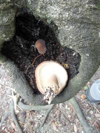 Agrocybe parasitica image